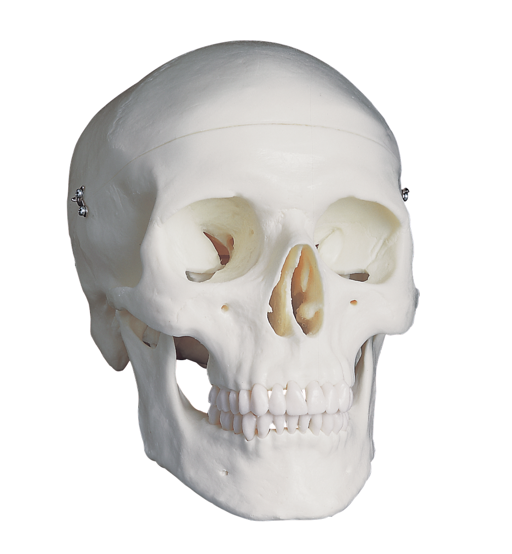 Скелет черепа биология. Череп анатомия.