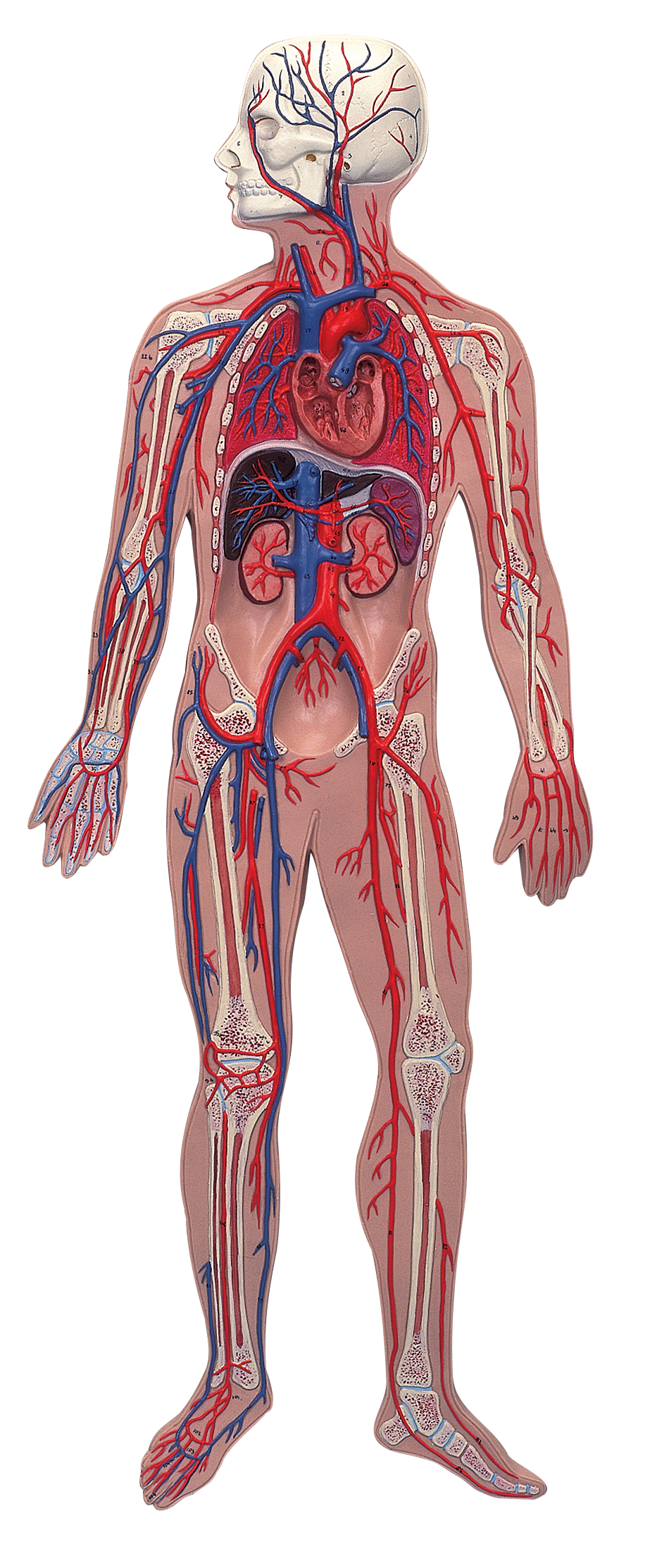 Воды сосуды человека. Кровообращение человека кровеносная система. Система кровообращения человека сердце и кровеносные сосуды. Анатомия человека скелет и кровеносная система. Сосудисто кровяная система.