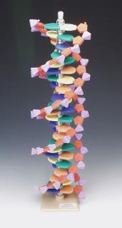 DNA 22 lags byggesett Molymod