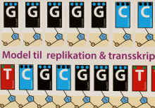 Replikasjon og transkripsjon av DNA, magnetmodell