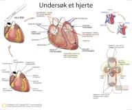 NORSK Dissektionsdug, hjertet, 60 x 75 cm