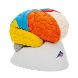 Hjernemodell, 8 deler, nevroanatomisk