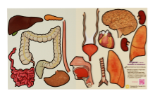 Menneskekroppen, organer, magnetmodell, stor