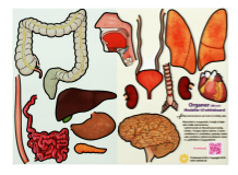 Menneskekroppen, organer, magnetmodell, liten