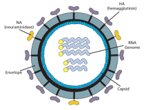 Påvisning av influensavirus, Edvotek 122