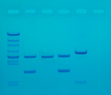 DNA Fingerprinting med PCR, ready-to-load