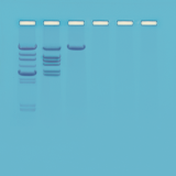 Kutting av Lambda DNA med Eco RI restriksjonsenzym
