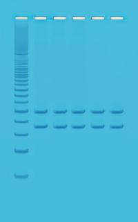 PCR-analyse av eget mitokondrie-DNA