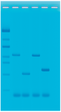 Utforskning av plantediversitet med DNA barkoding, PCR