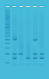 PCR-identifikasjon GMO-produkter i matvarer