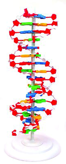 DNA-molekyl modell, stor