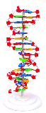 DNA-molekyl modell, stor