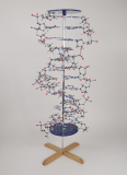 DNA-modell stor, byggesett