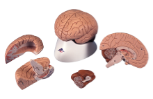 Hjernemodell, 4 deler