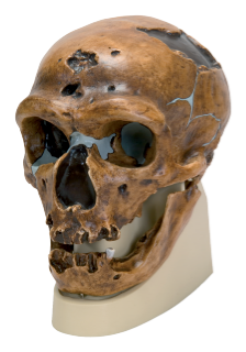 Kranie: Neanderthal