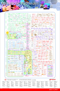 Metabolic pathways, plakat 82 x125 cm