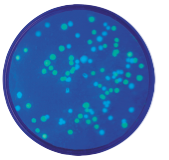 Transformasjon av E. coli med GFP og BFP
