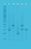 PCR-basert DNA-fingerprinting