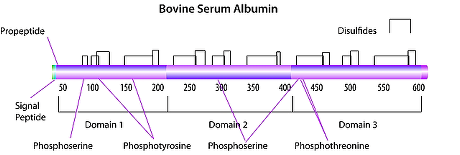 Albumin bovine serum 5 g